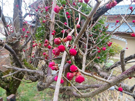 紅梅・・一輪・・・ヒメオドリコソウも・・
