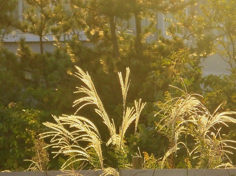 緩やかに秋日和が・・夕刻前に