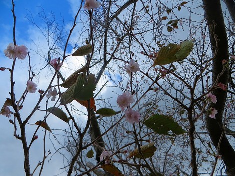 小さく冬型天候・・コハクチョウに虹に冬桜・・