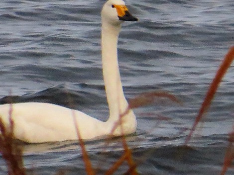 あまり寒くないけど・・夕方にコハクチョウ・・琵琶湖岸にて