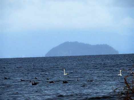 あまり寒くないけど・・夕方にコハクチョウ・・琵琶湖岸にて