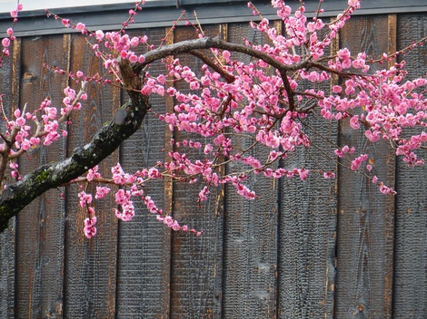 戻り寒・・木曜日・・梅満開