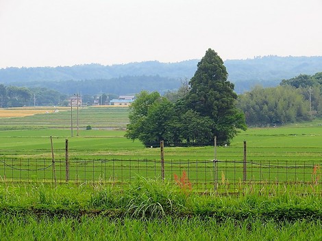 麦秋・・暑かった火曜日・・