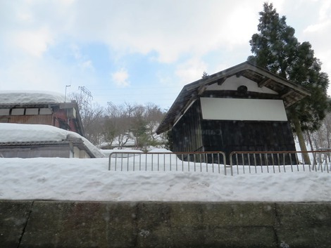 心を寄せる～フキノトウ～積雪