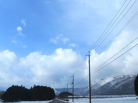 か細い雨が冷たくて～～メタセコイヤ