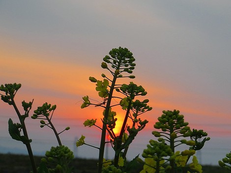 今朝のボンヤリ朝陽～～晴れの春かな？