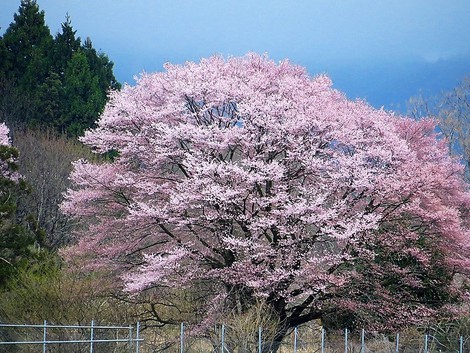 曇って日曜日・・それでも桜開花も進む