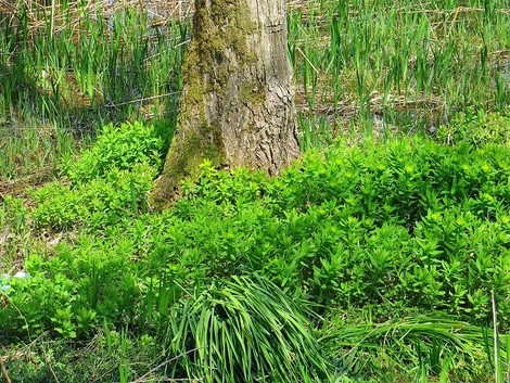 ハマダイコンの白とノウルシの緑・・桜と一緒