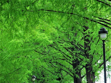昭和の日・・・・メタセコイヤ並木新緑