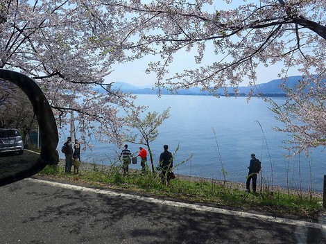 桜も勝手に散っていきます・・海津大崎もまもなく・・