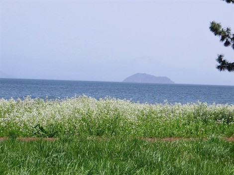 桜の次は・・琵琶湖岸にハマダイコン