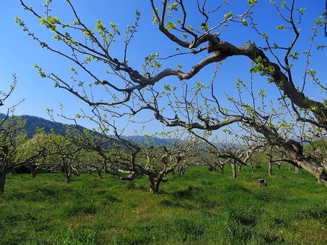 新緑が広がって・・夏の日になって・・まだ4月