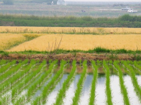 薄曇りの一日・・体にダメージな空気感！でも市内風景