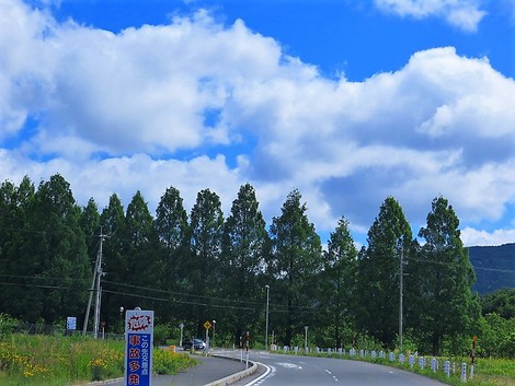 午後は、青空一色で・・メタセコイヤ並木