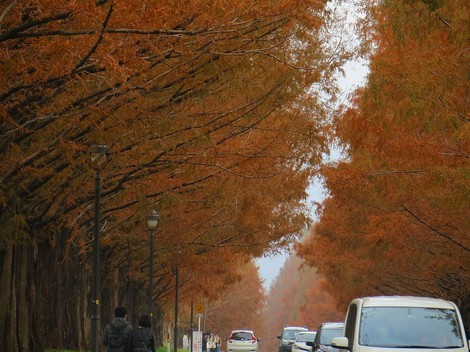 師走初日・・メタセコイヤ並木紅葉