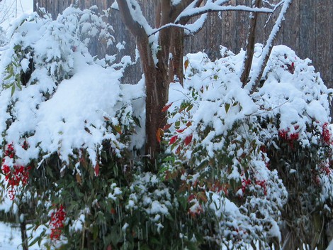 積雪は10センチ程度・・今日も降ったり止んだりの雪模様のようだ