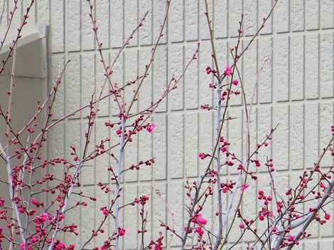 紅梅・・２０１９