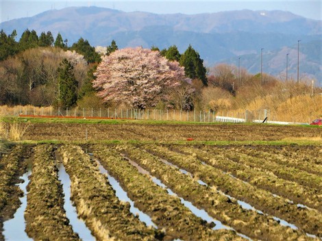 江戸彼岸‥寿命は平均500年