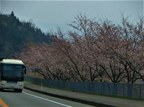 また桜ですが‥日曜日