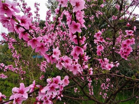 春の花・・身近に・・日曜日