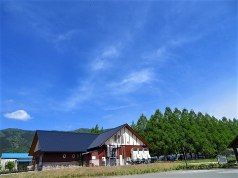 麦秋もメタセコイヤも・・五月の風景