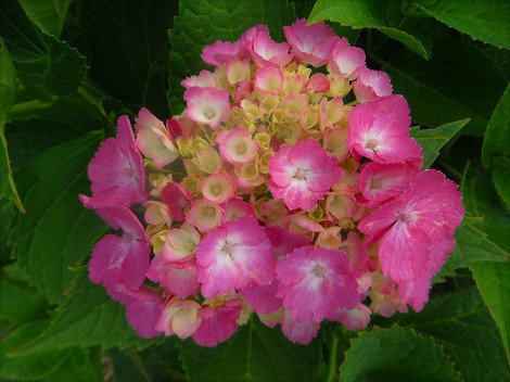 バイカモ・・・今日も紫陽花