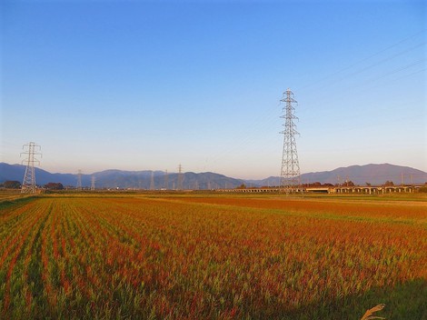 絶好の日和でした・・倒木処理の日曜日