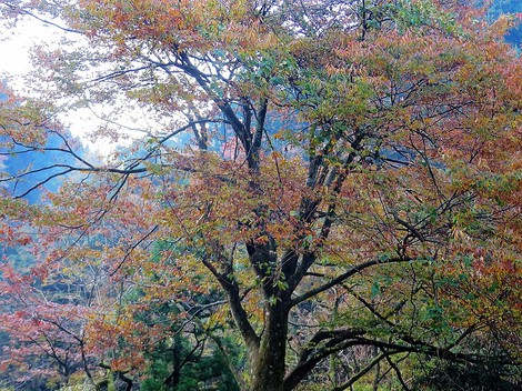 立冬の今日も秋風景見ながら・・