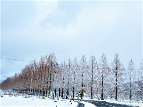 雪積もって・・メタセコイヤ並木　冬