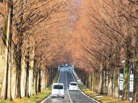 居座る寒気団・・メタセコイヤ並木‥冬