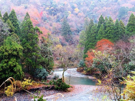 山沿いは時雨・・里は曇りの天候で・・今月も・・