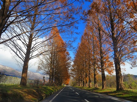 メタセコイヤ並木・・紅葉　　琵琶湖は冷たい晴れ・・水曜日