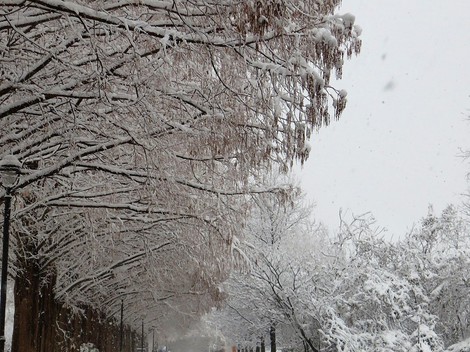 一日降雪と気温0度・・日曜日冬ごもり・・