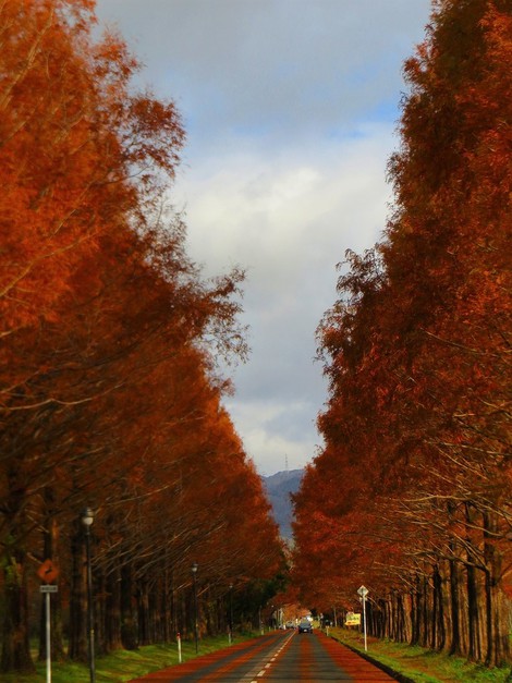 メタセコイヤ並木・・紅葉～～落葉・・冬支度