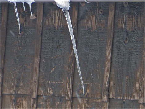 雪積もって・・メタセコイヤ並木　冬