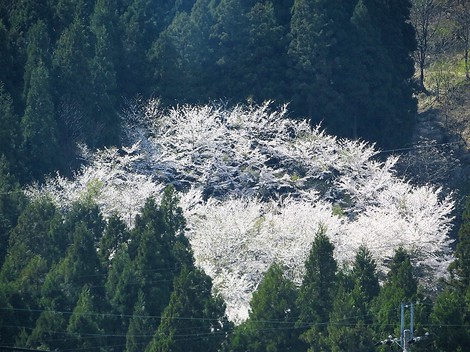 桜も勝手に散っていきます・・海津大崎もまもなく・・