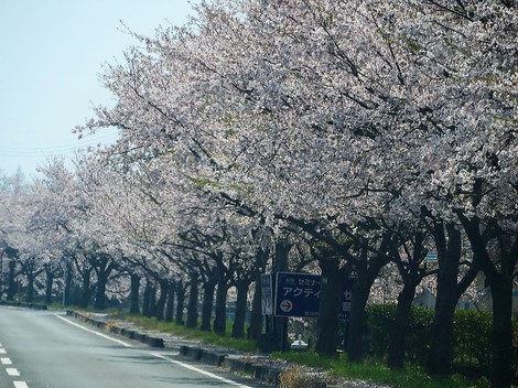 桜も勝手に散っていきます・・海津大崎もまもなく・・