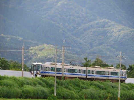 向日葵