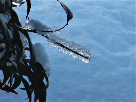 雪積もって・・メタセコイヤ並木　冬