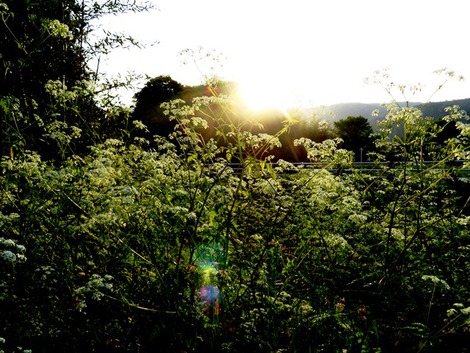 良いお天気で・・草刈作業三昧でした