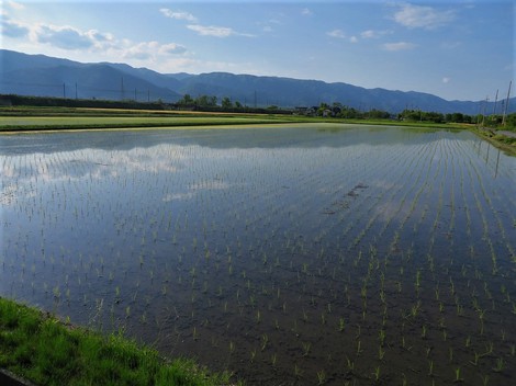 麦秋もメタセコイヤも・・五月の風景
