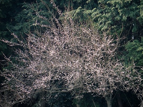 柿の木の皮剥ぎ・・桜はこれから・・