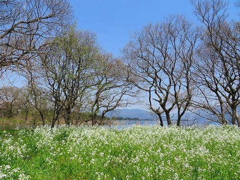 ハマダイコンの白とノウルシの緑・・桜と一緒