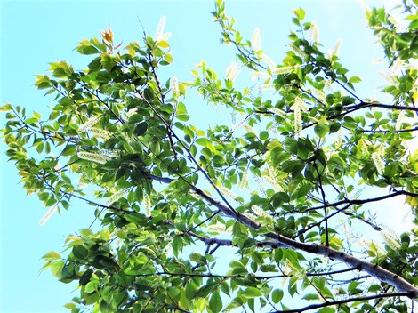 田植え作業が始まった・・日曜日