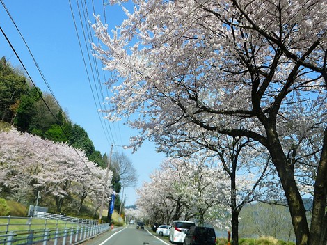 桜も勝手に散っていきます・・海津大崎もまもなく・・