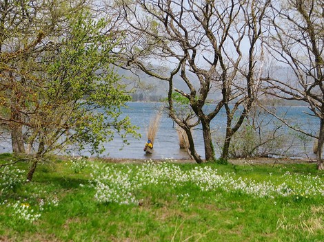 桜の次は・・琵琶湖岸にハマダイコン