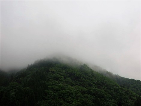 小雨の琵琶湖岸・・緑も妖艶・・