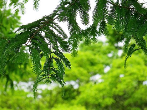 午後に雨がやんで・・草花も・・琵琶湖も・・