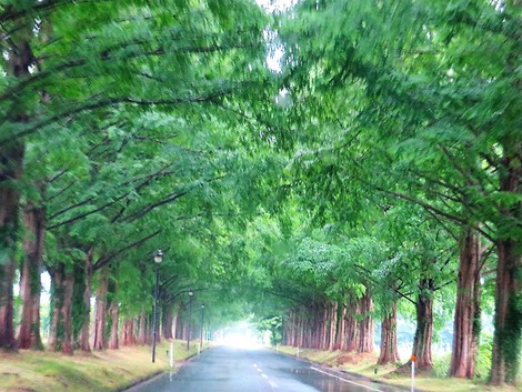 水曜日・・・梅雨模様・・梅雨入り