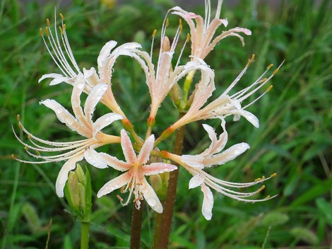 ヒツジ草・・彼岸花の白・・秋雨の中